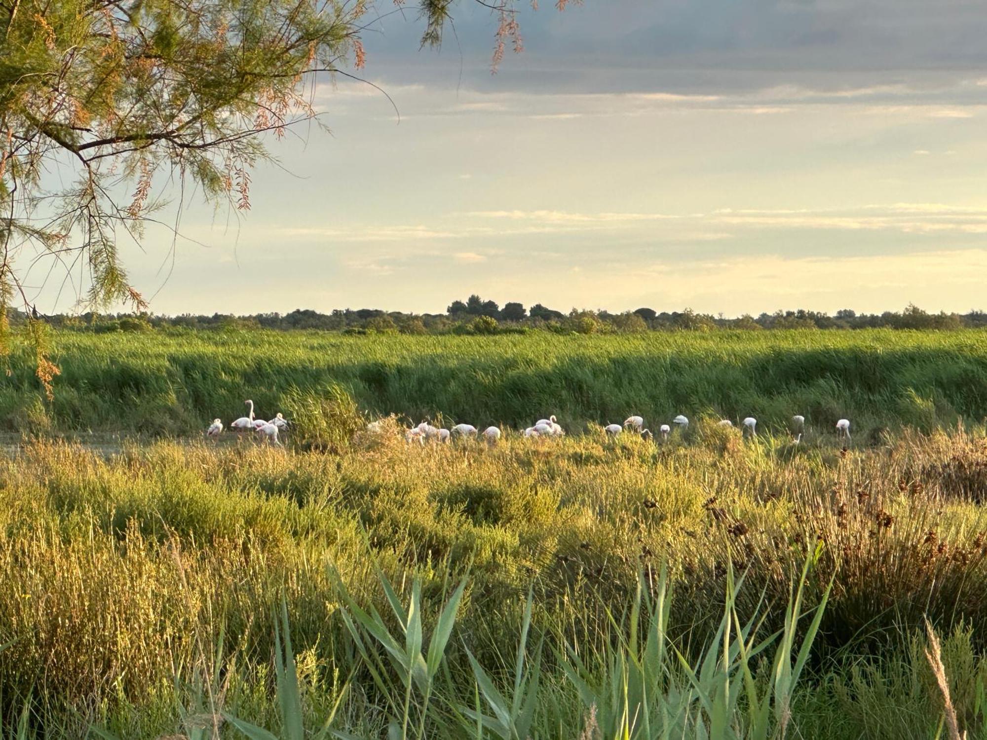 Mas Du Couvin, En Camargue Bed & Breakfast